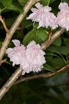 Japanese flowering cherry