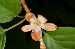 Japanese flowering cherry