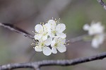 Flatwoods plum