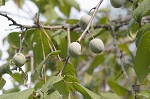 Flatwoods plum