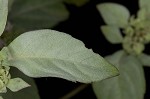 Whiteleaf mountainmint