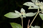 Whiteleaf mountainmint