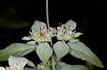 Whiteleaf mountainmint