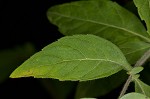 Whiteleaf mountainmint