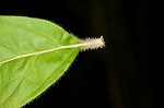 Whiteleaf mountainmint