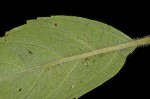 Whiteleaf mountainmint