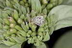 Whiteleaf mountainmint