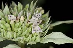 Whiteleaf mountainmint