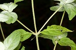 Whiteleaf mountainmint