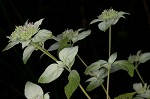 Whiteleaf mountainmint