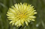 Carolina desert-chicory