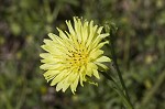 Carolina desert-chicory