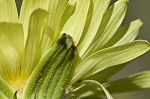 Carolina desert-chicory