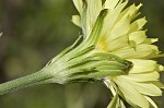 Carolina desert-chicory