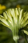 Carolina desert-chicory