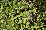 Carolina desert-chicory