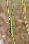 Carolina desert-chicory