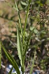 Carolina desert-chicory