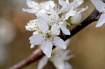 Callery pear