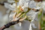 Callery pear