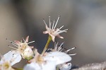 Callery pear