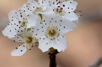 Callery pear