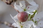 Callery pear