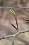 Callery pear