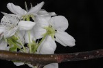 Callery pear