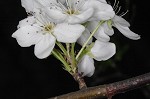 Callery pear