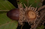 Sawtooth oak