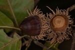 Sawtooth oak