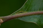 Turkey oak