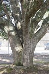 Live oak