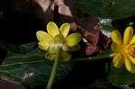 Fig buttercup
