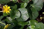 Fig buttercup