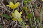 Bristly buttercup