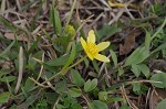 Bristly buttercup