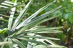 Needle palm