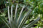 Needle palm