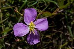 Savannah meadowbeauty