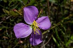 Savannah meadowbeauty