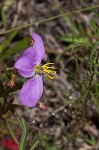 Savannah meadowbeauty