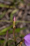 Savannah meadowbeauty