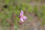 Savannah meadowbeauty