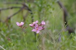 Savannah meadowbeauty