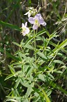 Maryland meadowbeauty