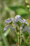 Maryland meadowbeauty