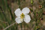 Maryland meadowbeauty