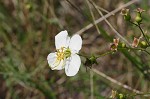 Maryland meadowbeauty